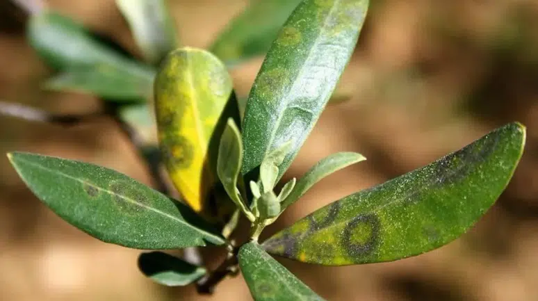 Aydın'da zeytinde halkalı leke hastalığı ile mücadele çağrısı