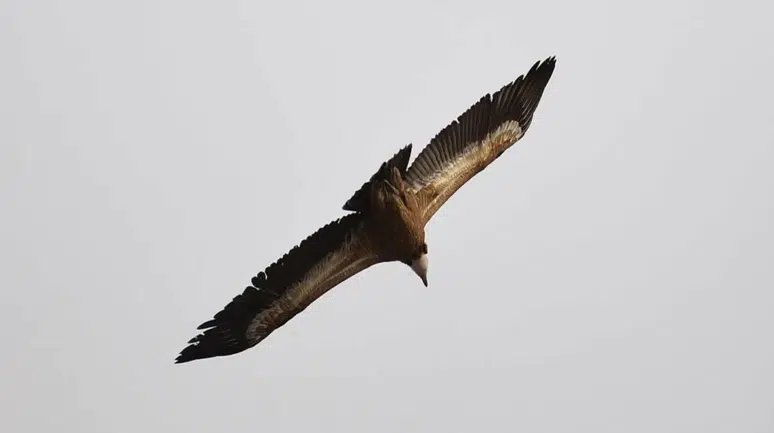Erzincan'da kızıl akbaba ve vaşak kameralara yakalandı