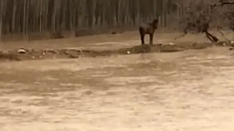 Mardin'de bir vatandaş selde mahsur kalan atını kurtardı