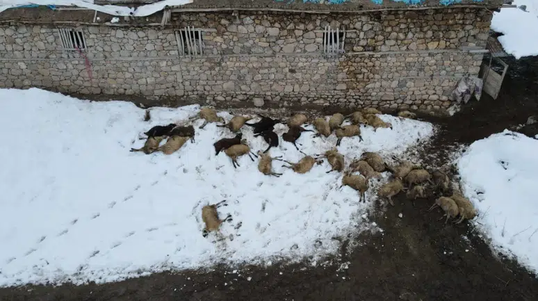Erzincan’da yemden zehirlenme şüphesi : 80 koyun telef oldu