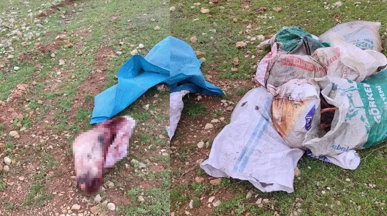 Şanlıurfa'da infial yaratan görüntüler : Kesilmiş at parçaları bulundu