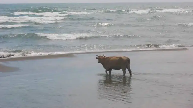 Sinop'ta denizden ölü inek çıktı !