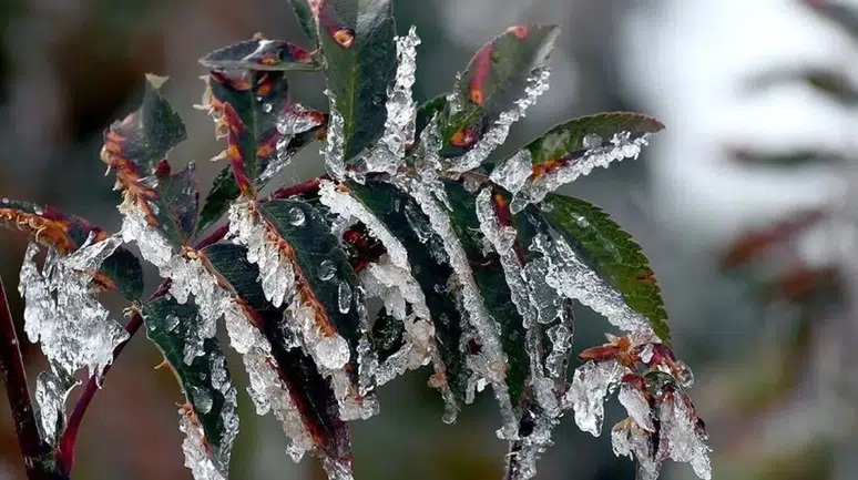 Ankara'da zirai don tehlikesi kapıda