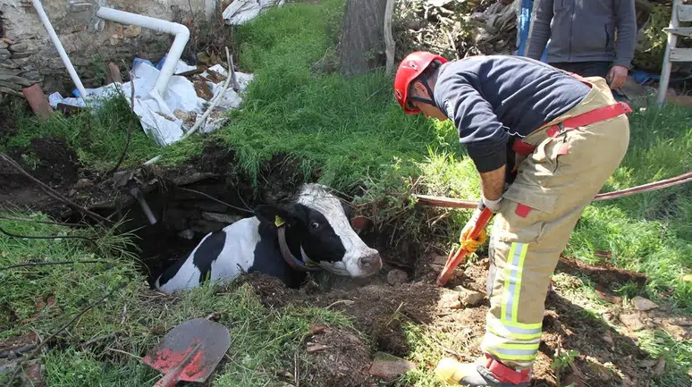 Mardin'de kuyuya düşen inek kurtarıldı