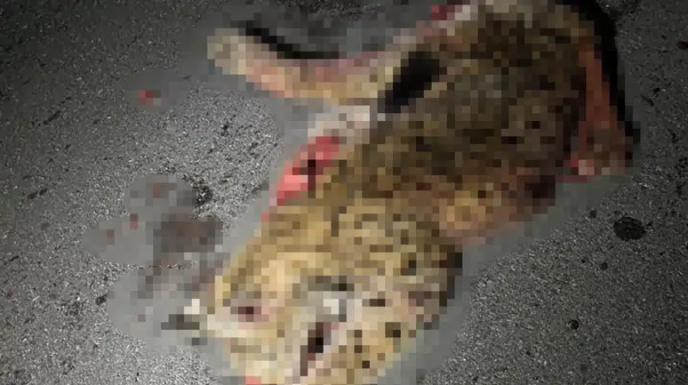 Burdur'da otomobilin çarptığı koruma altındaki vaşak telef oldu