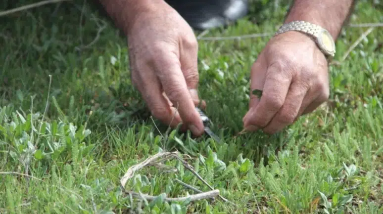 Çorum'da madımak sezonu açıldı