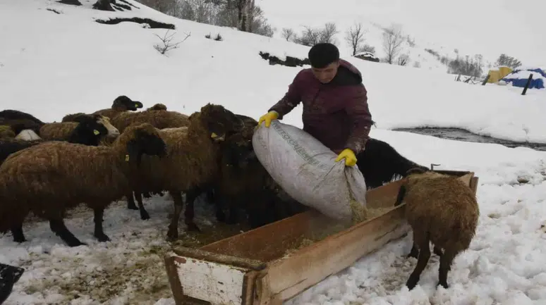 Bitlis'te bitmeyen kış : Küçükbaş hayvancılık zor durumda