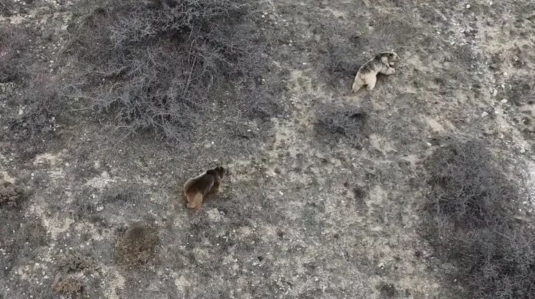 Erzincan'da ayılar kış uykusundan uyandı