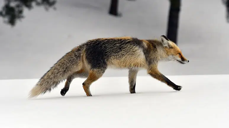 Kars Sarıkamış'ta yaban hayvanları görüldü