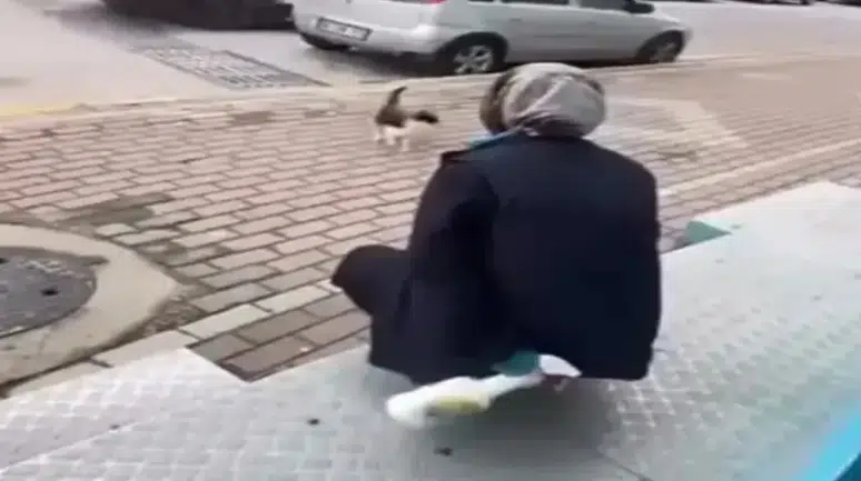 Kocaeli'de kedinin yüzüne yağ çözücü sprey sıkan market çalışanı gözaltına alındı