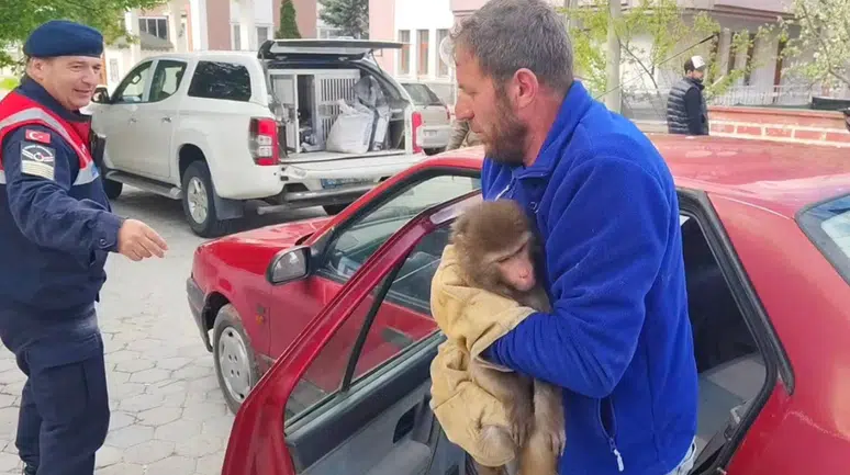 Yozgat'ta maymun bulundu, koruma altına alındı