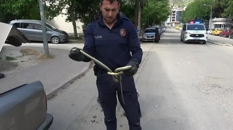 Amasya'da otomobilin için 1,5 metrelik yılan çıktı !