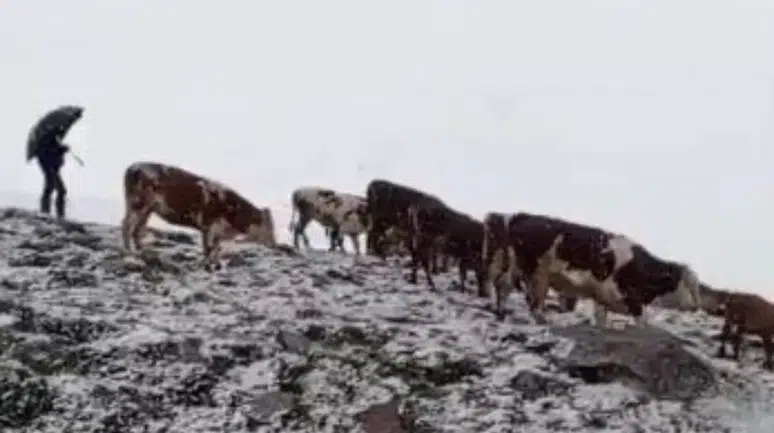 Ardahan'da haziran ayında aniden bastıran kar yaylacıları hazırlıksız yakaladı
