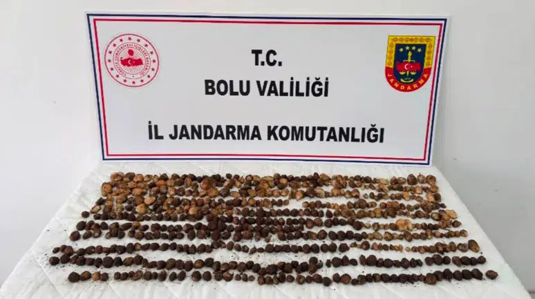 Bolu'da 4,5 kilogram yabani salep toplayan 3 kişiye rekor ceza : Tam 2 milyon 97 bin TL