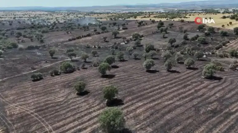 Uşak'ta tarım arazi yandı : 600 dekar ekili alan zarar gördü