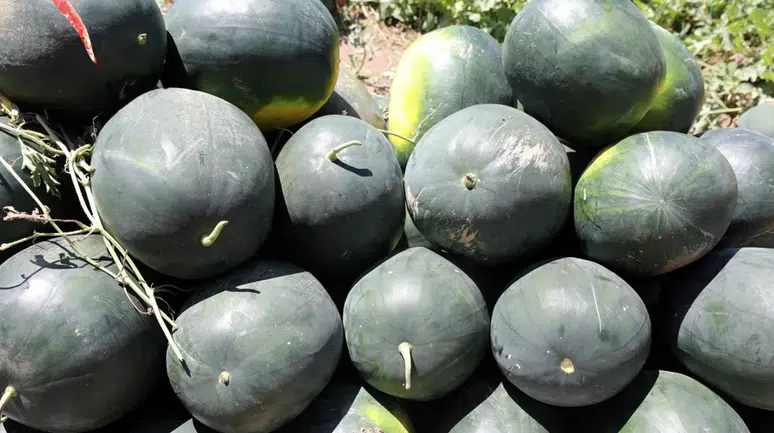 Iğdır'ın Oba köyünde karpuz hasadı başladı