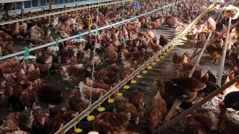 Mersin'de menşei belirsiz tavuk skandalı !  5 bin 890 tavuk bertaraf edildi