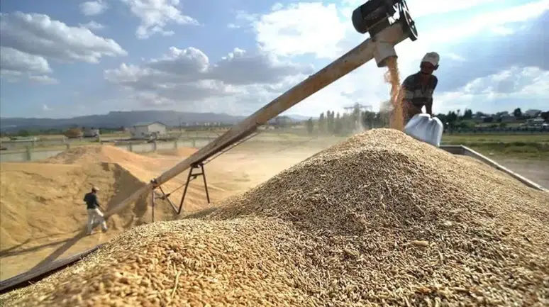 Yozgat’ta hububat hasadı başladı : Arpada dekara 1 ton verim beklentisi