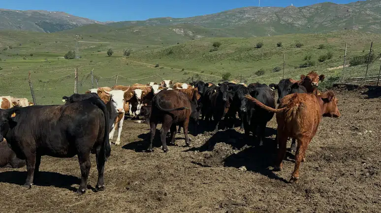 Bayburt Aydıntepe'de üreticiye 15 ithal angus düve