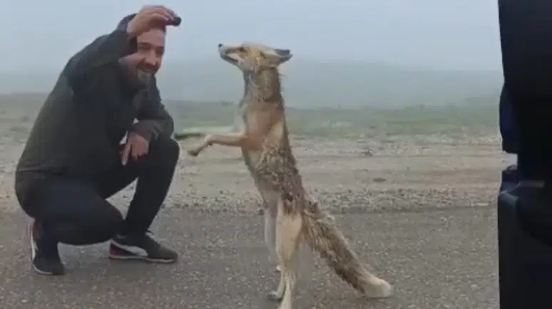 Bayburt'ta yayla yolunda karşılaştıkları tilkiyi kekle beslediler