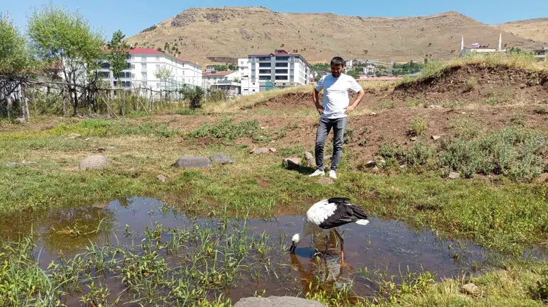 Bingöl'de defalarca yuvadan düşen leylek doğaya bırakıldı