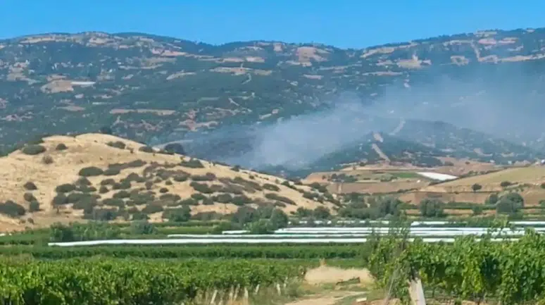 Manisa Sarıgöl'de orman yangını çıktı