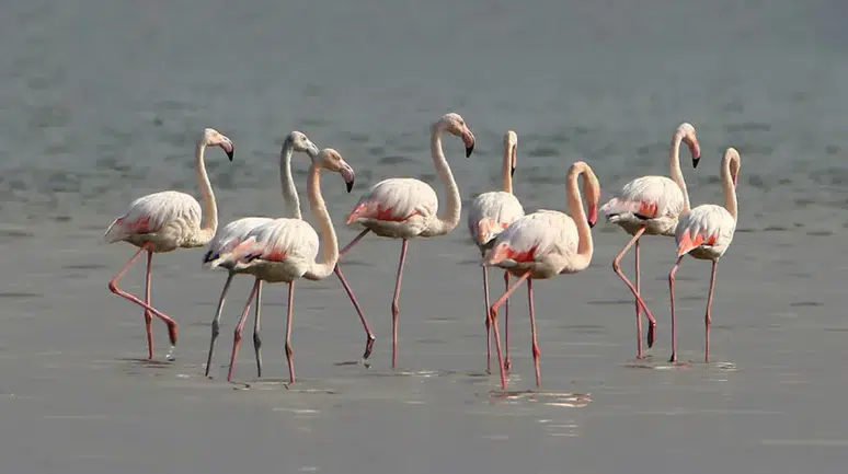 Tuz Gölü'nde son 5 yılın en yüksek flamingo yavrusu sayısına ulaşıldı