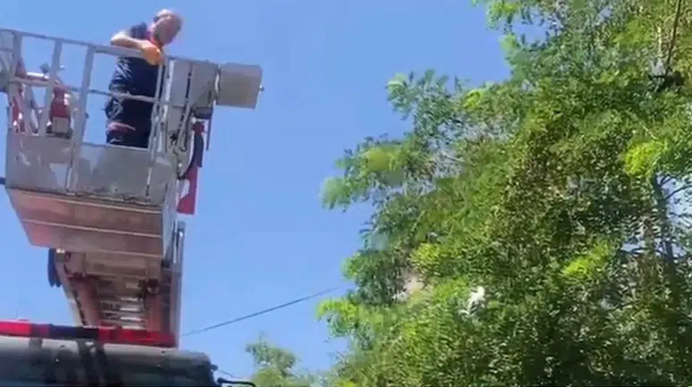 Bitlis’te ayağı ipe dolanan karga ağaçta mahsur kaldı