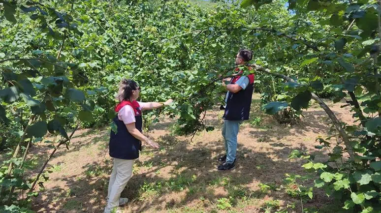Düzce'de 2026 yılı fındık hasat tarihleri açıklandı