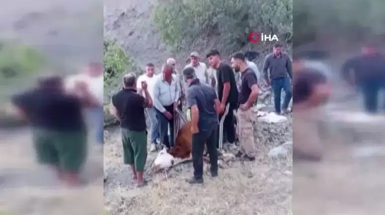 Siirt'te dağlık alanda mahsur kalan büyükbaş hayvan telef oldu
