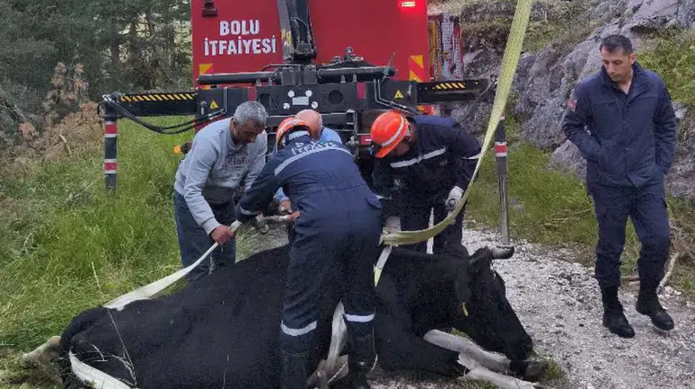 Bolu'da inek 50 metrelik uçuruma düştü
