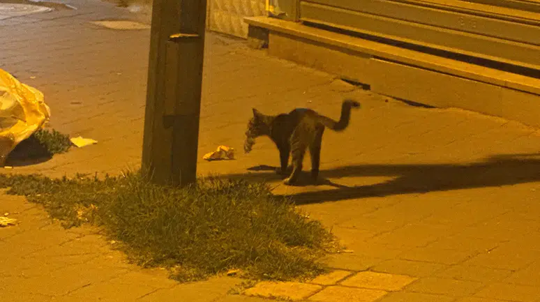 Kedi yakaladığı fareyle 20 dakika oynadı : O anlar kamerada