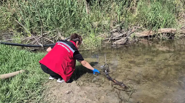 Tekirdağ'da dere alarmı ! Balık ölümleri sonrası inceleme başlatıldı