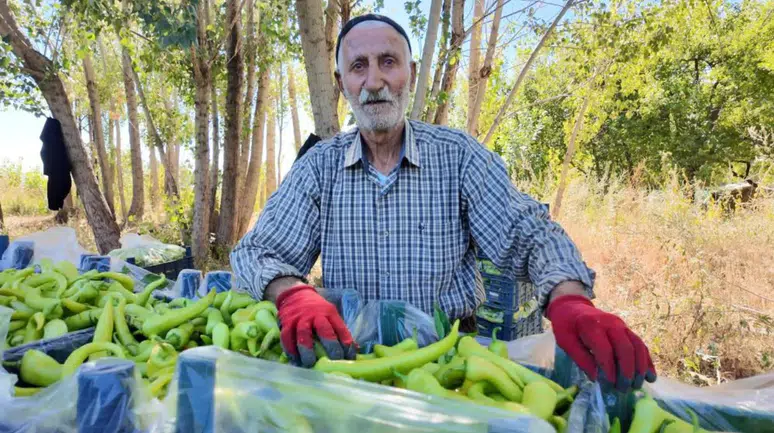 86 yaşında tarladan kopmadı : Günde 6 ton biber üretiyor