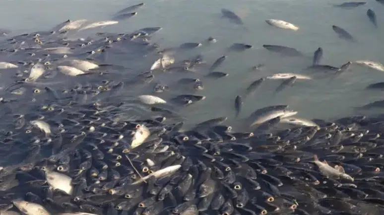 Kura Nehri'nde balık ölümleri şüphesi : Numuneler alındı, inceleme başladı