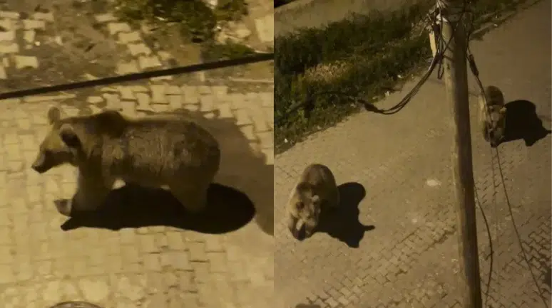 Kars'ta şaşırtan manzara : Ayılar mahalleye indi