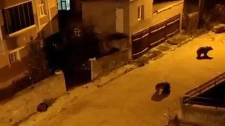 Mahalleye İnen Ayı Sürüsü Neden Şaşkınlık Yarattı?
