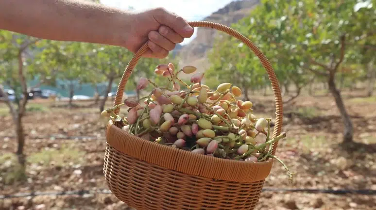 Siirt Fıstığı Doğa ve Kültür Festivali başladı