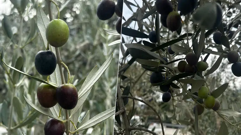 Bursa'da Zeytin Rekoltesi Beklentisi 290 Bin Ton: Erken Hasat Fiyatları Ne Olacak?