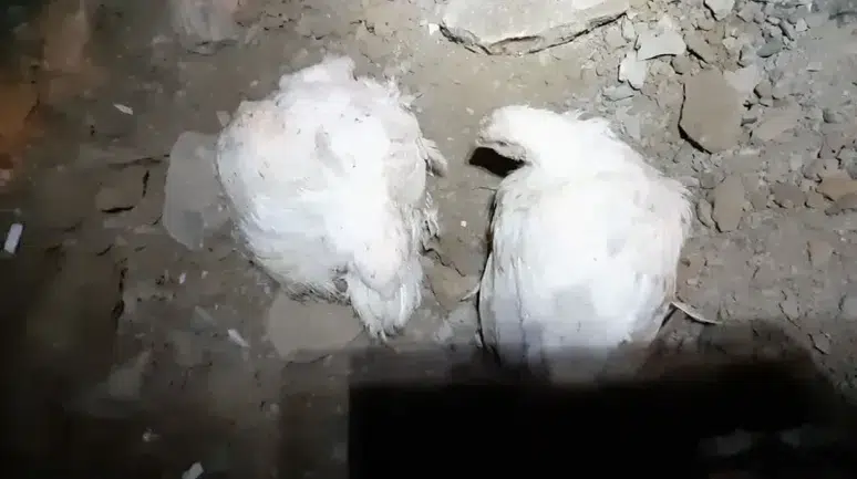 Bolu'da Tavuk Yüklü Kamyonun Devrilmesi Sonucu 4 Kişi Yaralandı mı ?