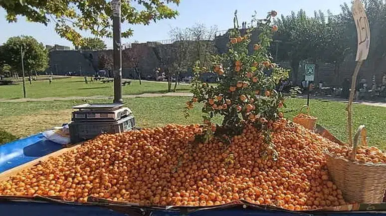 Aydın Dağlarında Kendiliğinden Yetişen Alıç Meyvesinin Faydaları Neler ve Neden Bu Kadar İlgi Görüyor ?
