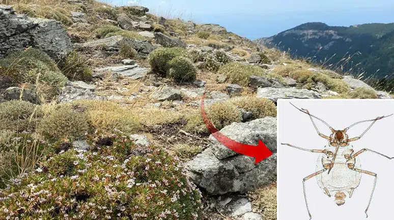 Kaz Dağlarında Yeni Bir Böcek Türü Keşfedildi