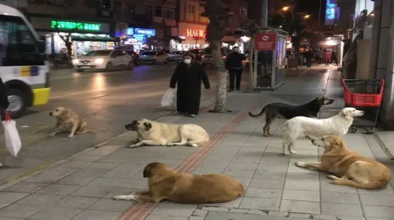 Sokak Köpekleri sorunu çözülüyor mu? yüzde 99,9'u toplandı