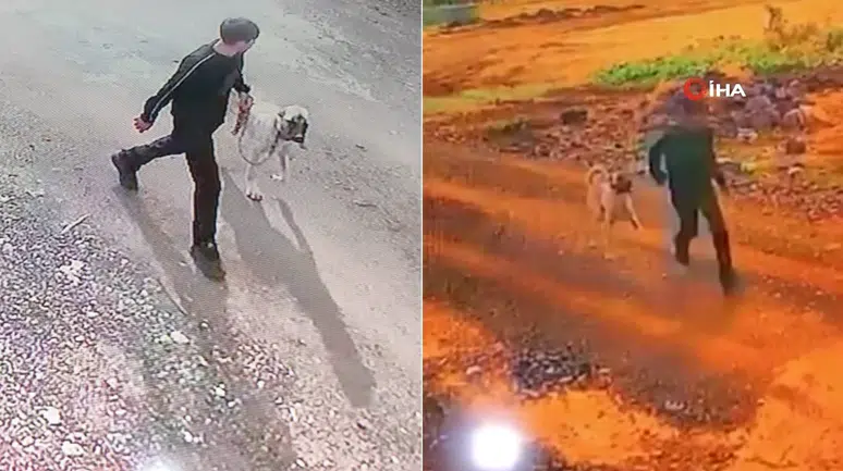 Şanlıurfa Siverek'te Kangal cinsi köpek çalındı