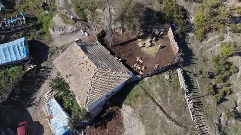 Kastamonu'da ahıra kurtlar girdi: 18 koyun telef oldu, 11'i yaralı