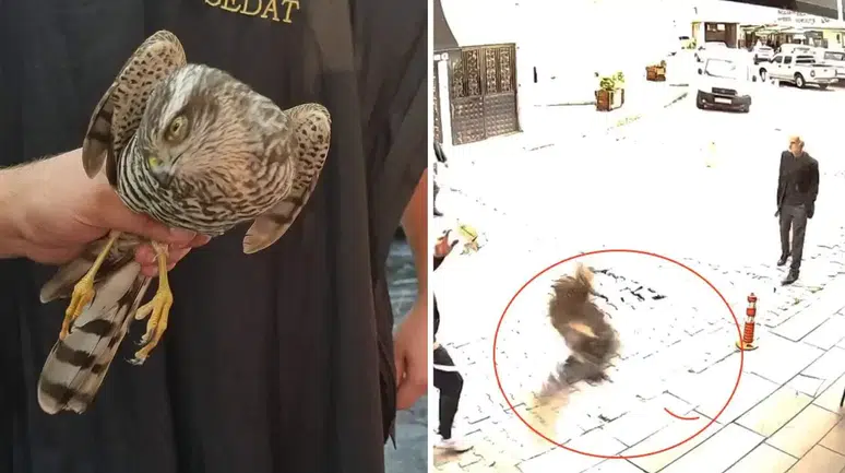 Artvin Hopa'da Bir Berber Dükkanına Atmaca Girdi