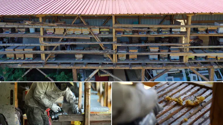 Ilgaz Dağı'nın zirvesinde arıları için köyünü terk etmiyor