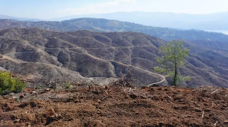 Kahramanmaraş'ta Yanan Ormanlar İçin Büyük Ağaçlandırma Hamlesi