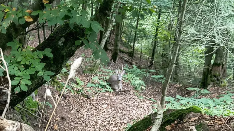 Sinop’ta mantar toplarken geyikle karşılaştı