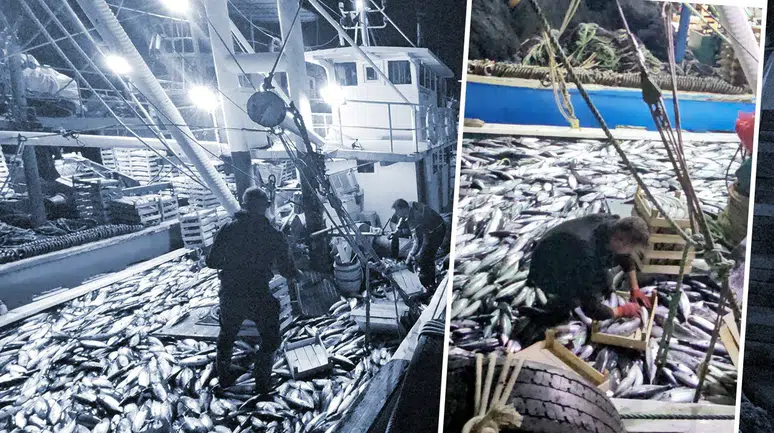 Karadeniz'de Palamut Bereketi: 3 Saatte 15 Bin Balık Avlandı